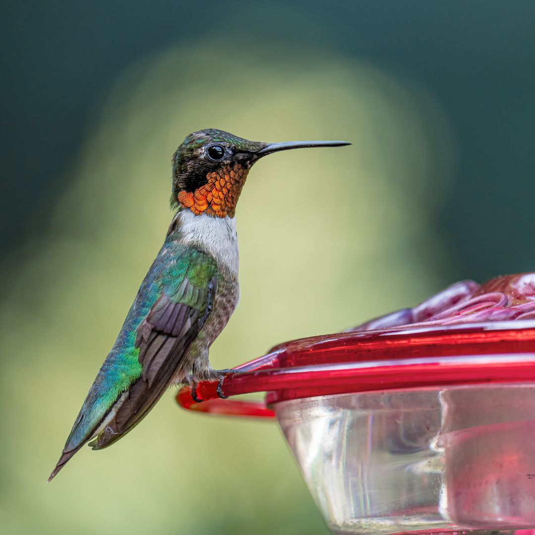 hummingbird sitting on a hummingbird feeder