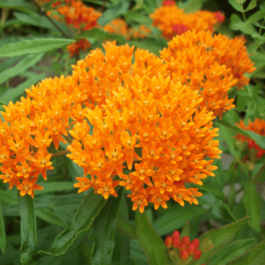 orange milkweed cluster