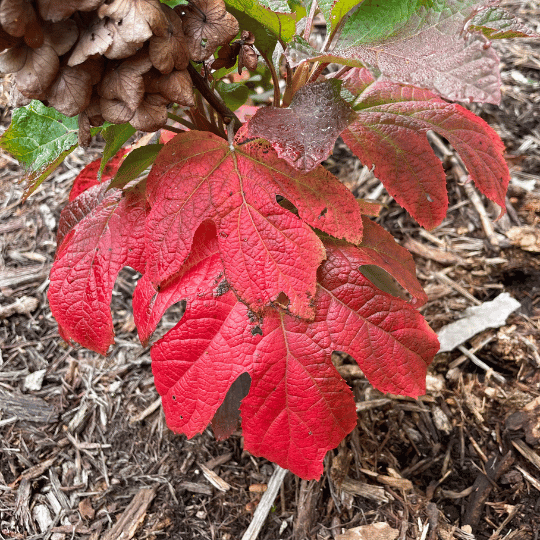 deep red fall-colored leaf of an oakleaf hydrangea