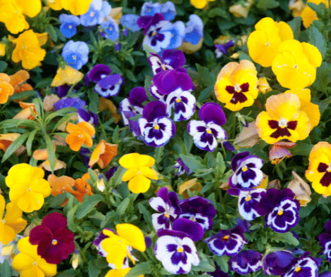 colorful flowerbed of pansies