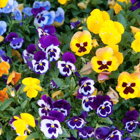 multi-colored bed of pansies