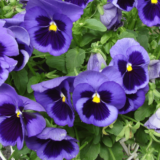 deep purple pansies
