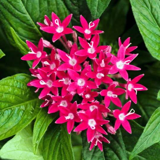 magenta-colored penta flower cluster