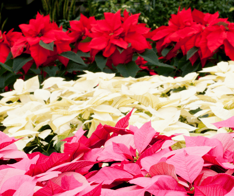 Pink, red and white poinsettias
