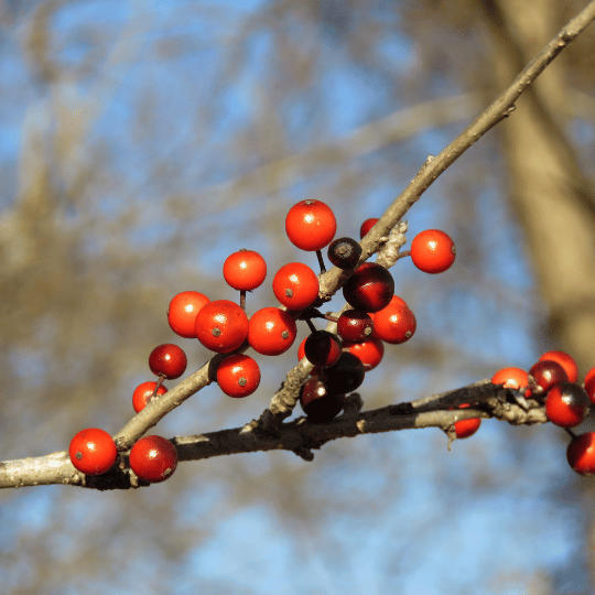 possumhaw holly berries