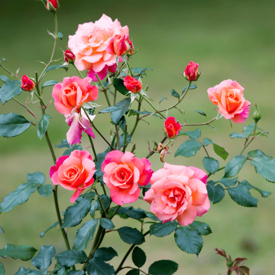 pink roses on a rosebush