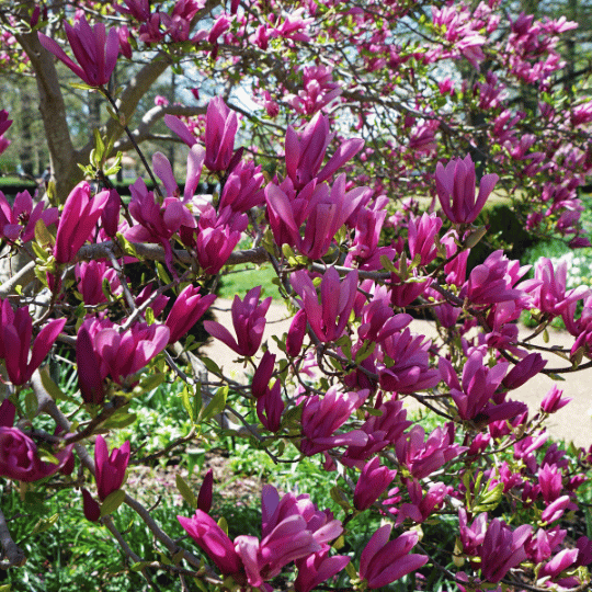 saucer magnolias