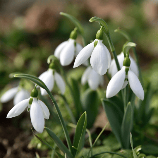 small white snowdrop flowers