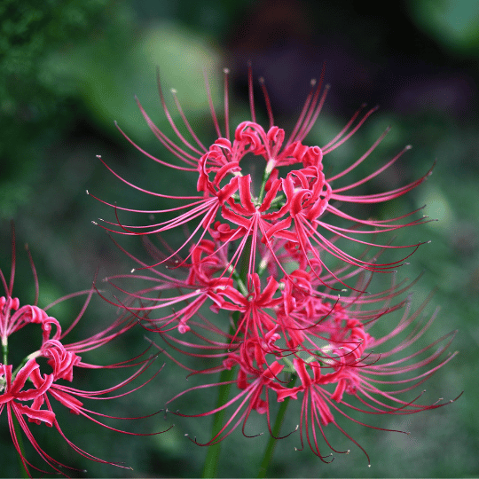 red spiderlily flowers