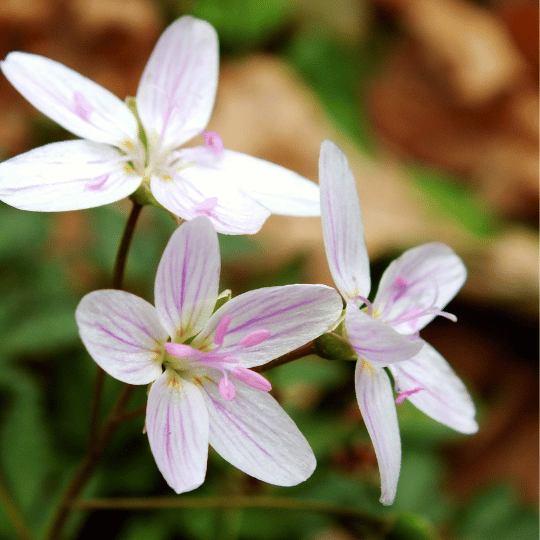 tiny white and purple spring beauty flowers