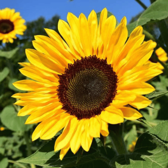 large bright yellow sunflower