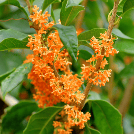 cluster of small orange sweet olive flowers