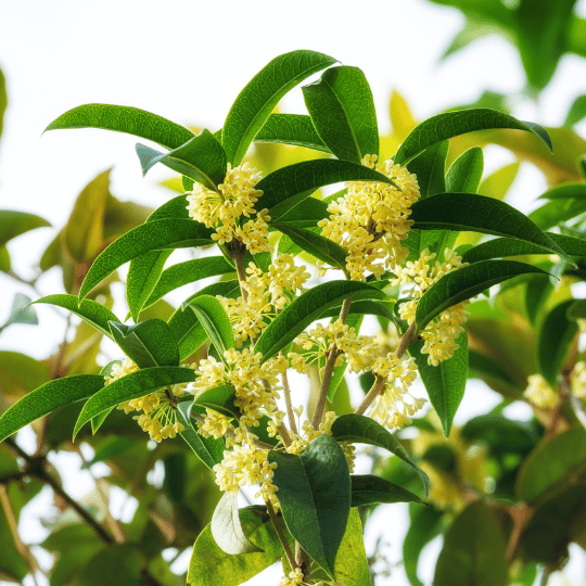 small white sweet olive flowers