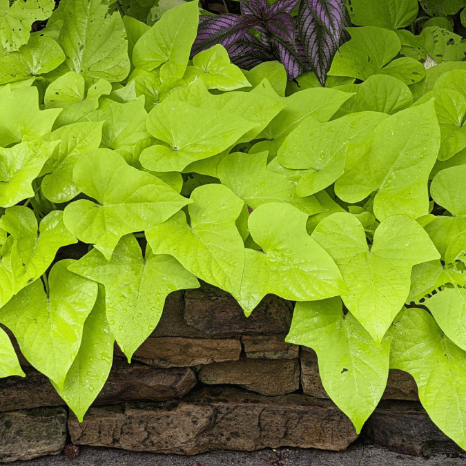 ornamental sweet potato vine