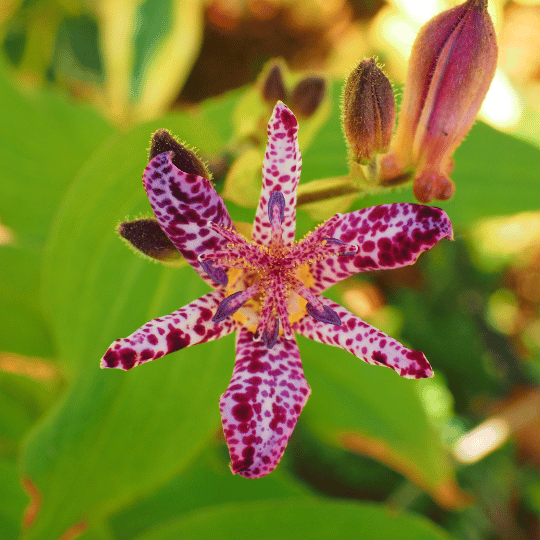 pink and white spotted toad lily