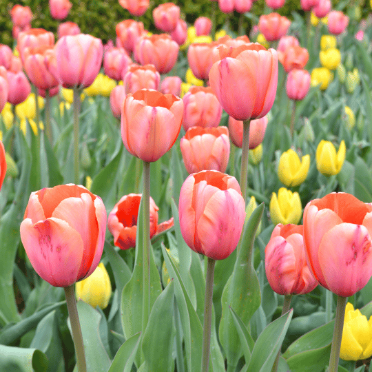 bed of colorful assortment of tulips