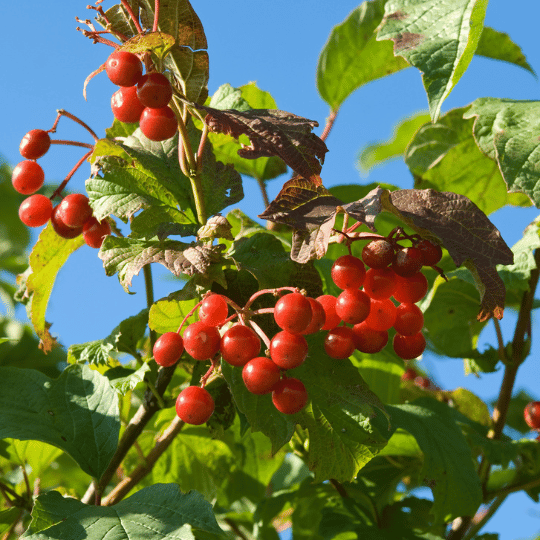red viburnum berries