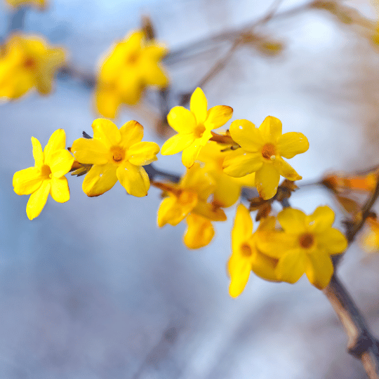 bright yellow winter jasmine flowers