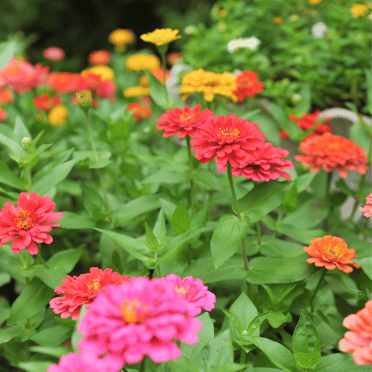 multi-colored zinnia flowers