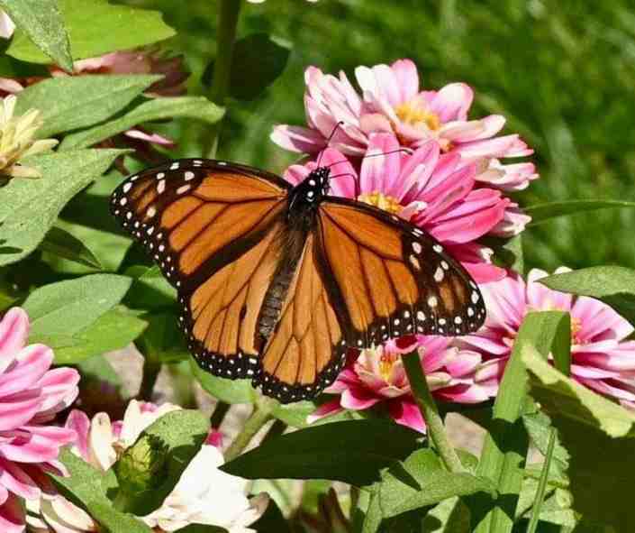 monarch on flowers