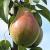 Pear Tree Fruit | Fruits & Nuts | Yard & Garden | Arkansas Extension
