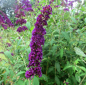 dark purple bloom on butterfly bush