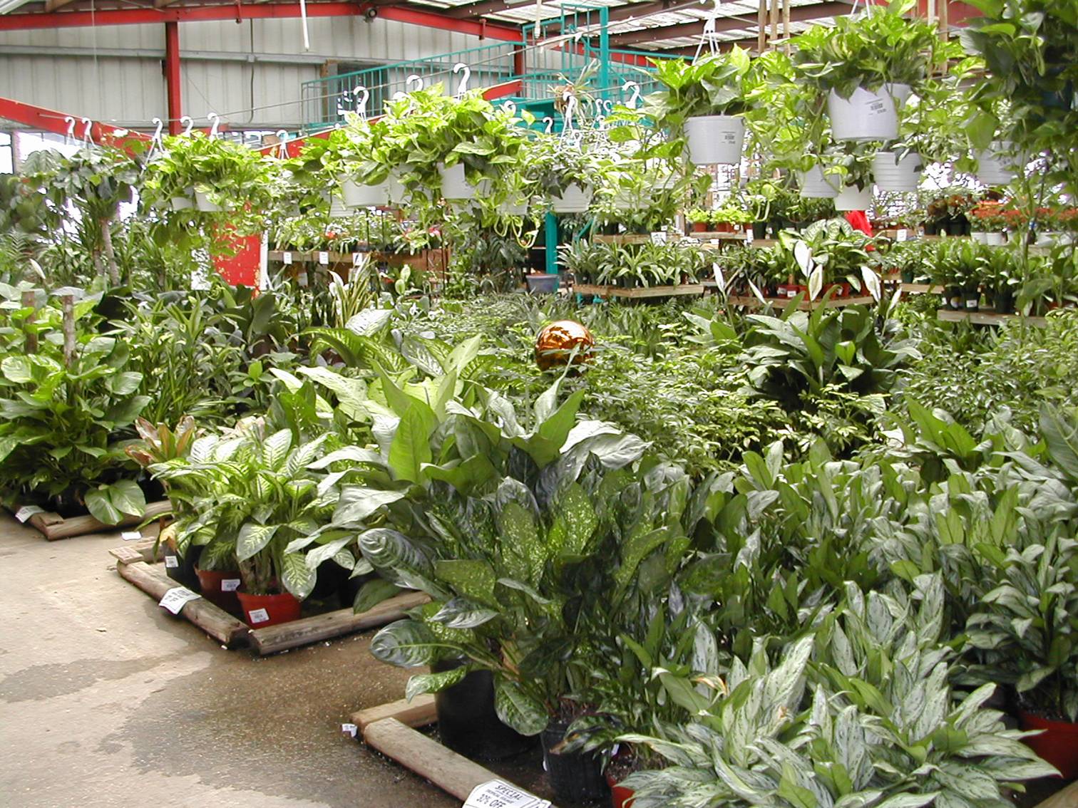 Selection and Care of Flowering Plants