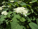 white blooms on smooth hydrangea