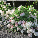 panicle hydrangea with white flowers turning pink
