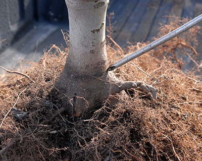 Tree Root Flare