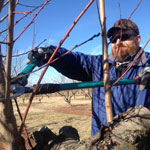 sebastian county staff chair pruning fruit trees at the Mayflower workshop january 31 2014
