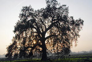 Large shade tree in a field, huge branches reaching the ground