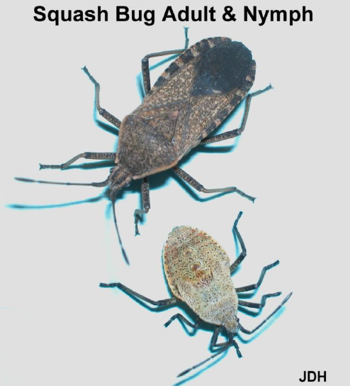 Squash Bug Adult and Nymph