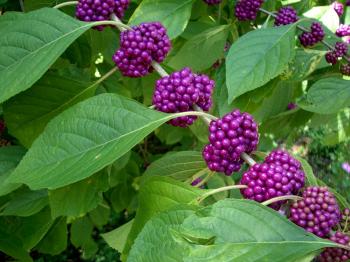 Bright purple colored berries in small bunches lining the green limbs among the green leaves of this plant.
