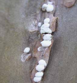 How to Control Crapemyrtle Bark Scale! - The Good Earth Garden Center