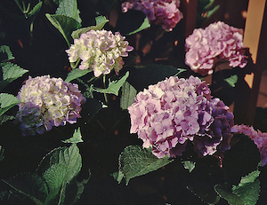 Picture of Amethyst flowers