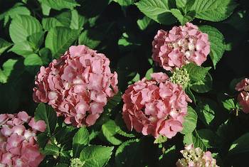 Picture of mophead blauer-zwerg flowers