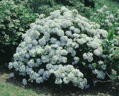 Picture of domotoi flowers and form