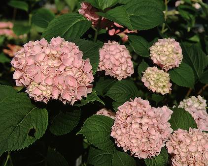 Picture of Vicomtesse de vibraye flowers