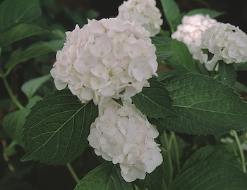 Picture of madame emile mouil flowers