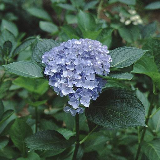 Picture of mathilda gutges flowers