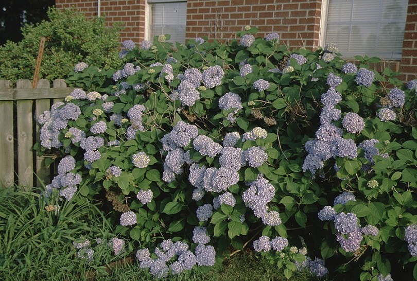 Picture of Nikko bush and flowers