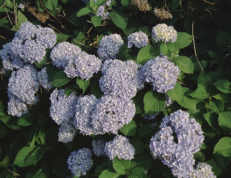 Picture of Nikko close-up flowers