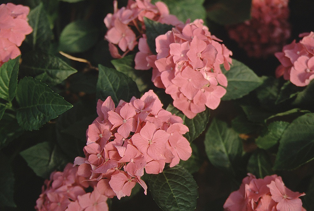 Picture of Pia flowers close-up