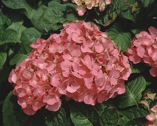 Picture of Todi, strong pink flowers