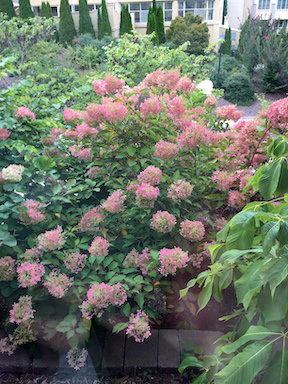 Picture of H. p. 'Grandiflora'  orange pink flowers