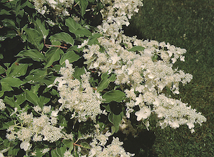 Picture of H. p. 'Praecox' flowers close-up