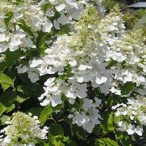 Picture of H. p. 'Unique' flowers close-up