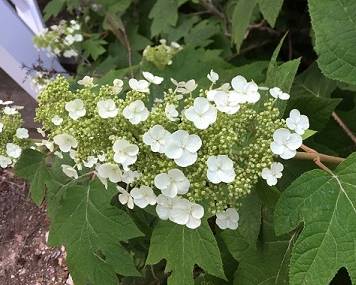 Picture of H. q. 'Sikes Dwarf' flowers closeup