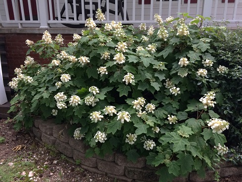 Picture of H. q. 'Sikes Dwarf' bush